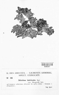 Image of Pseudocyphellaria thouarsii